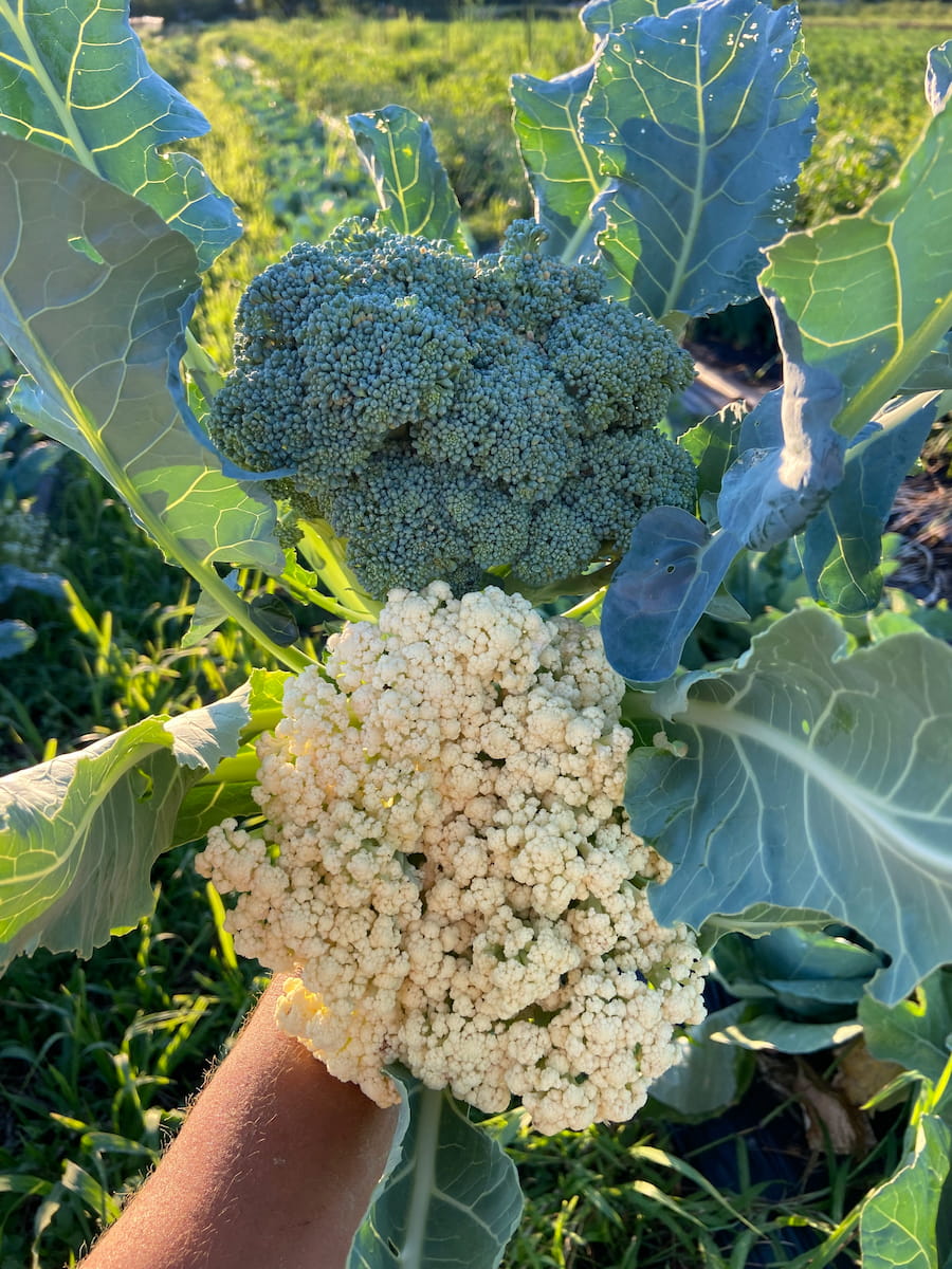 broccoli