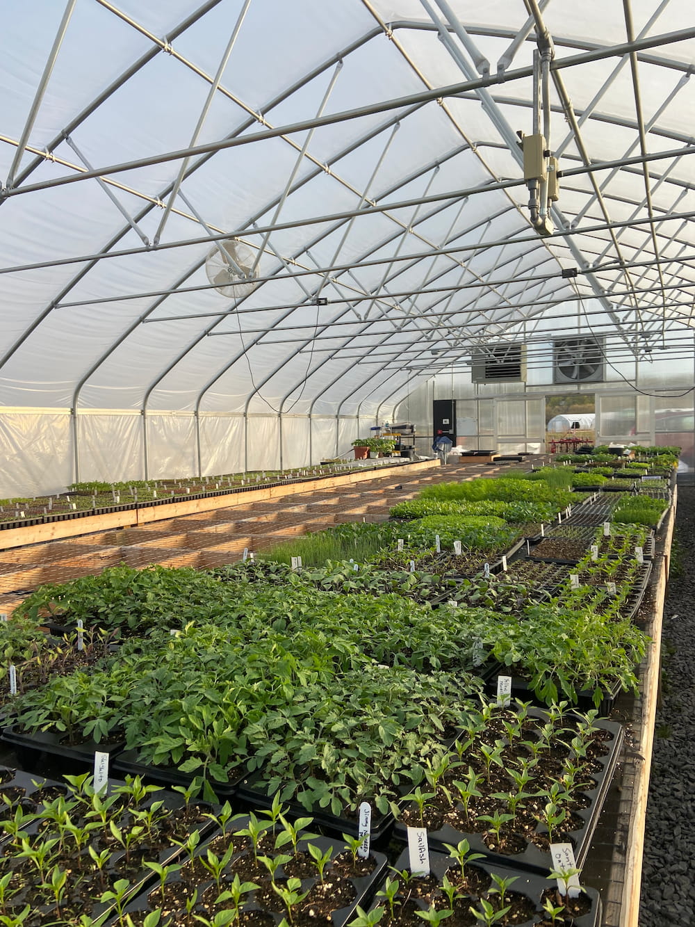 seedlings in greenhouse